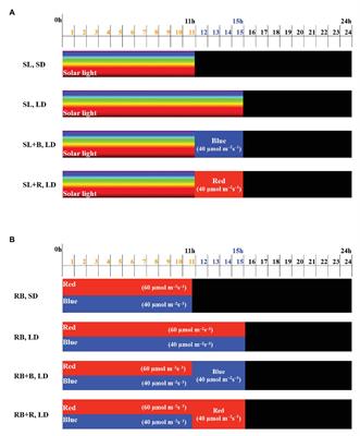 Floral Induction in the Short-Day Plant Chrysanthemum Under Blue and Red Extended Long-Days